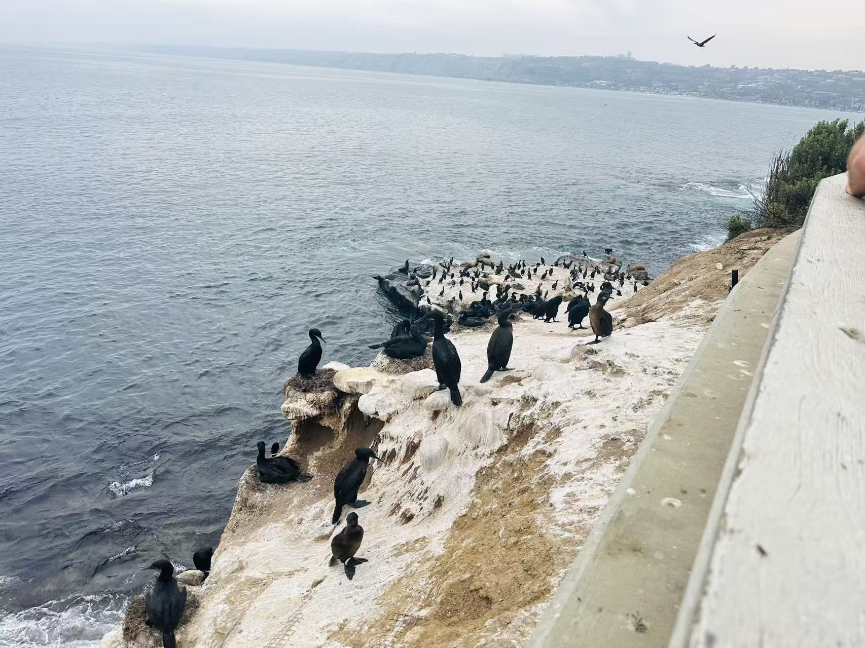 San Diego La Jolla
